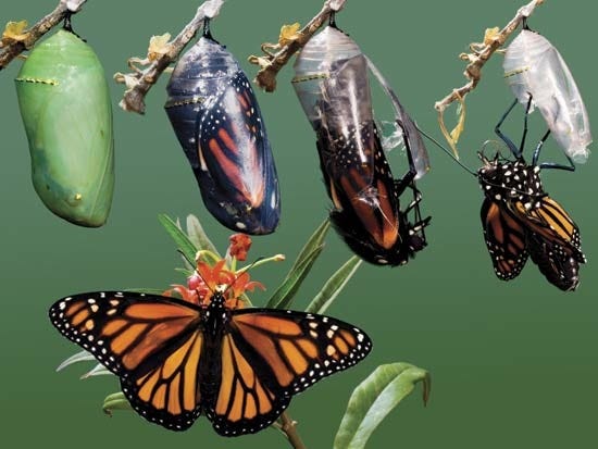 How caterpillars gruesomely transform into butterflies