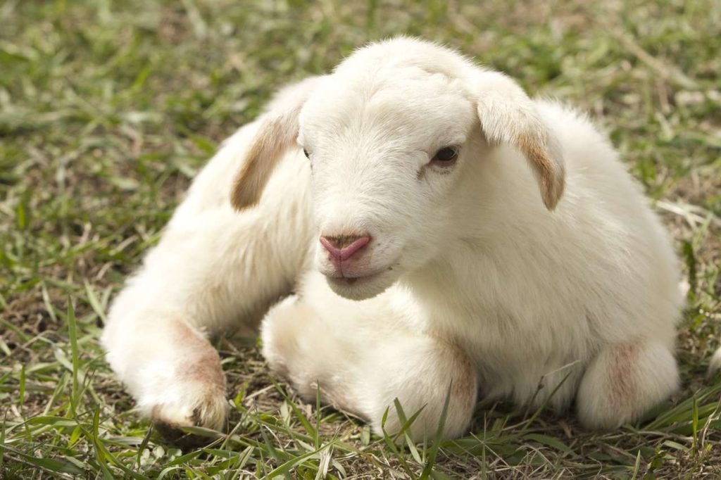 Qual a diferença de ovelha, carneiro e cordeiro? – Blog da Tudo Vet