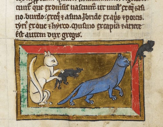 One white cat on the left grasps a rodent in its paws. On the right, a blue-ish cat gazes intently at a mouse that's placed at eye-level as it follows it in pursuit.