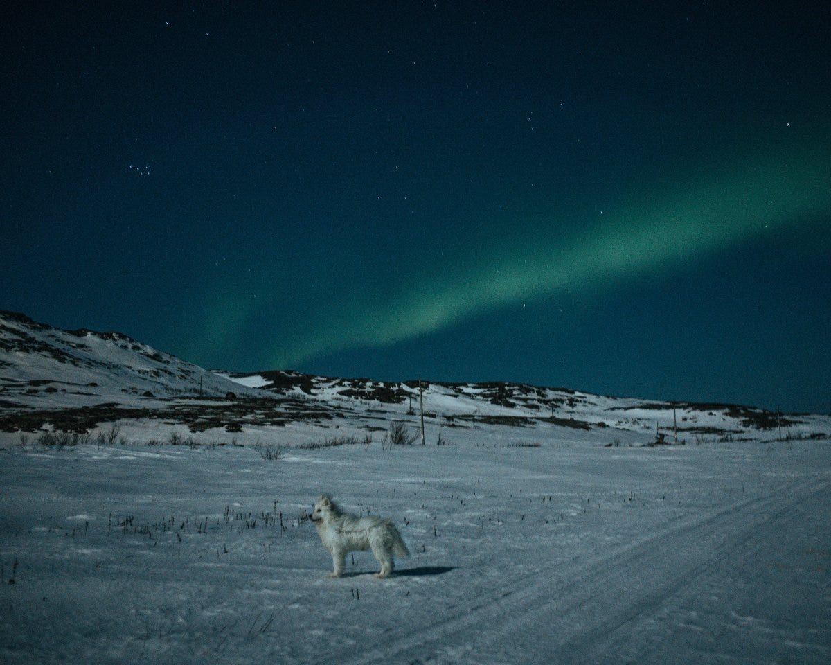 In Teriberka, Russia, in April, a dog emerged from the dark and stood still for a few seconds under the northern lights before disappearing back into the tundra. Nanna Heitmann