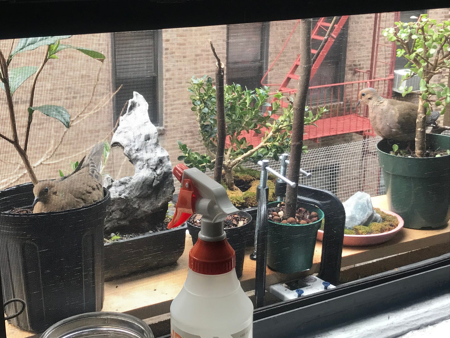Image description: Photo of bonsai trees on my windowsill plant shelf. Two pigeons are nesting in two of the tree pots. End image description.