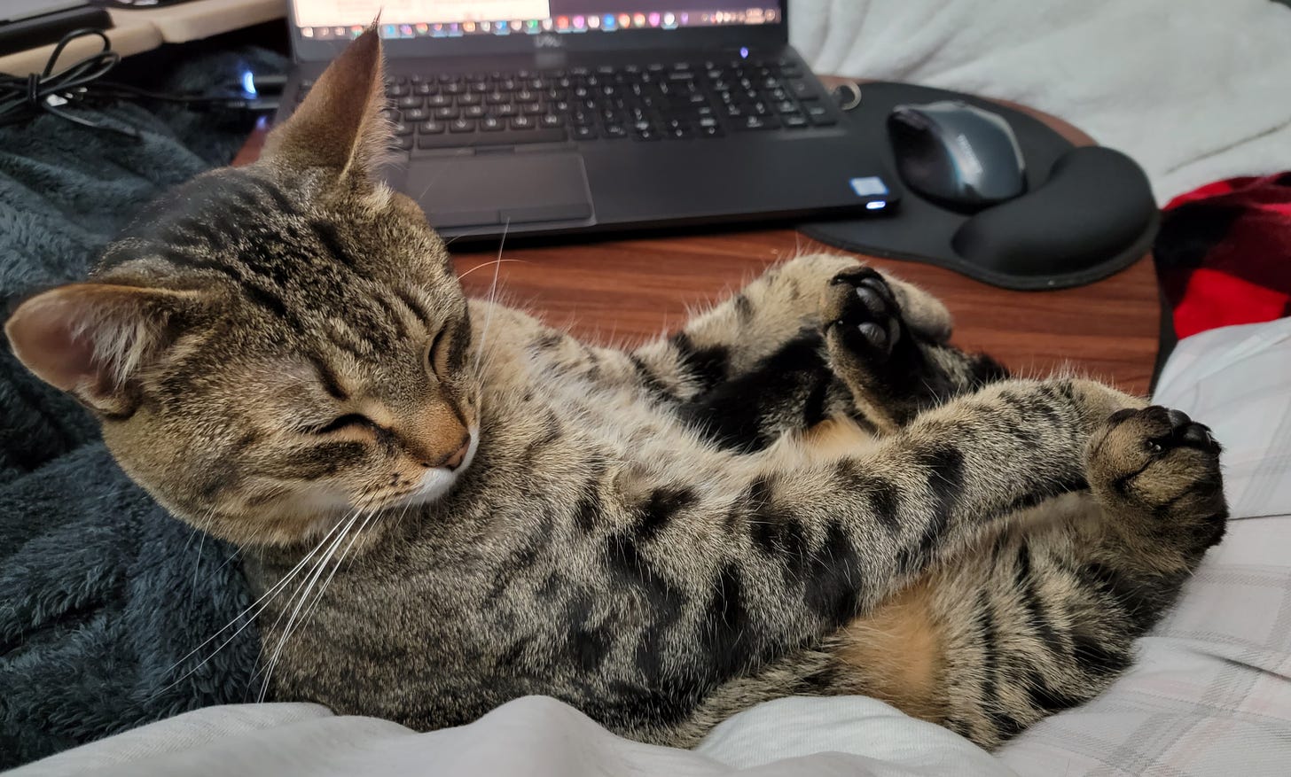 A tabby cat sitting on its back holding its back legs with its front paws. There is a wood lap desk with a laptop in the background and blankets all around.