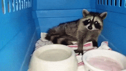 gif of a raccoon effectively savaging a popsicle