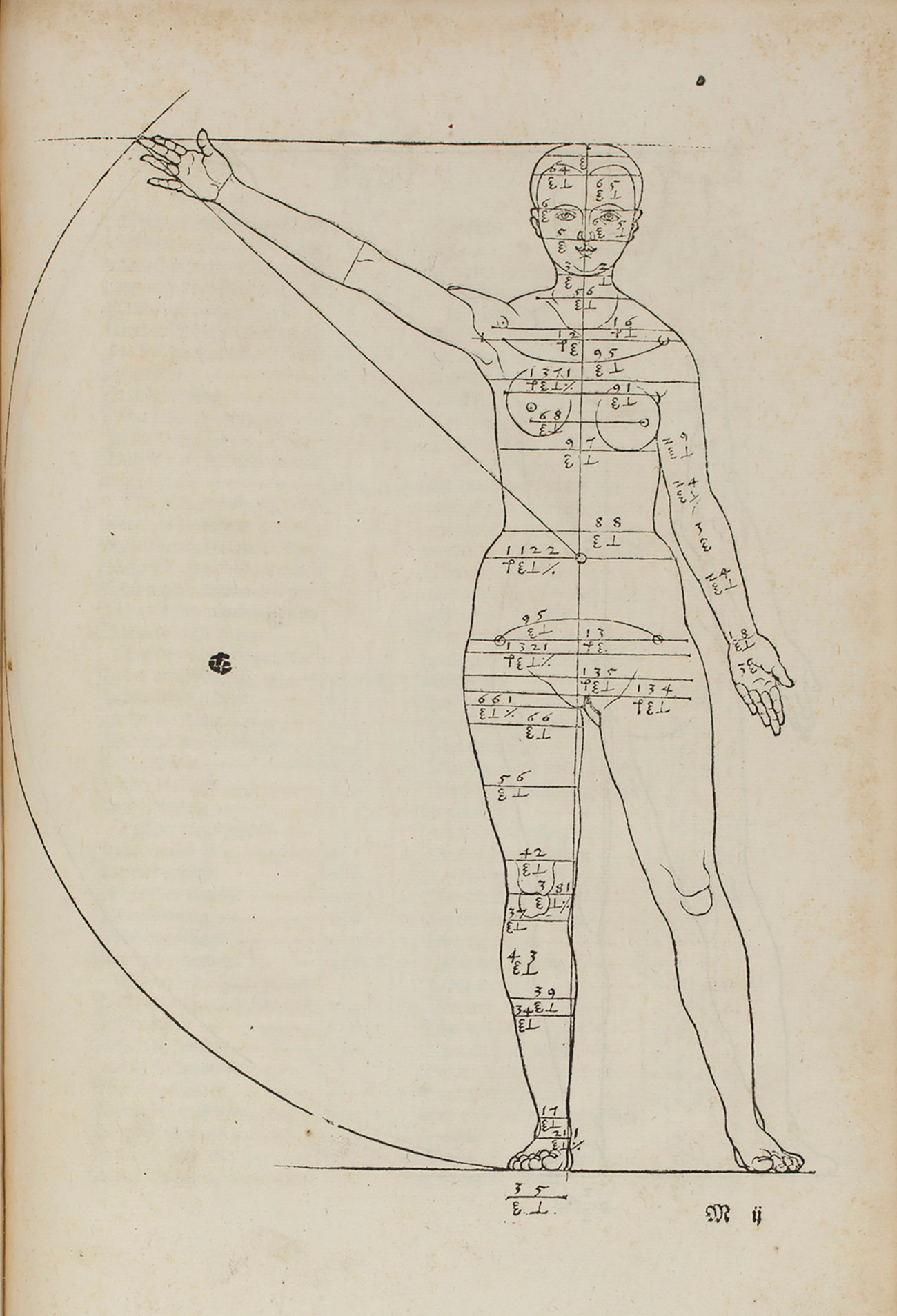 Anatomical drawing of a nude female body showing her arm span.