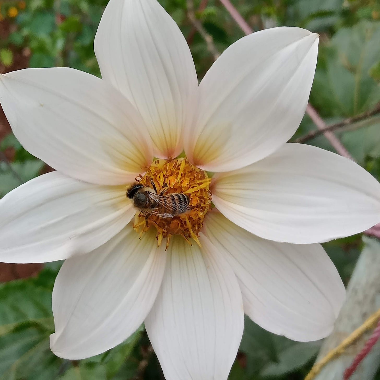 white dahlia flower with bee on golden pollen center