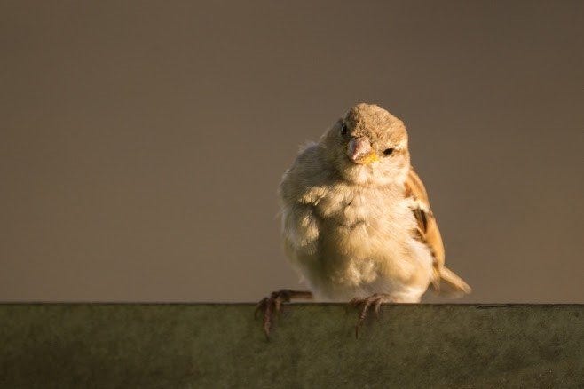 The House Sparrow: A Deceptively Innocent Looking Pest