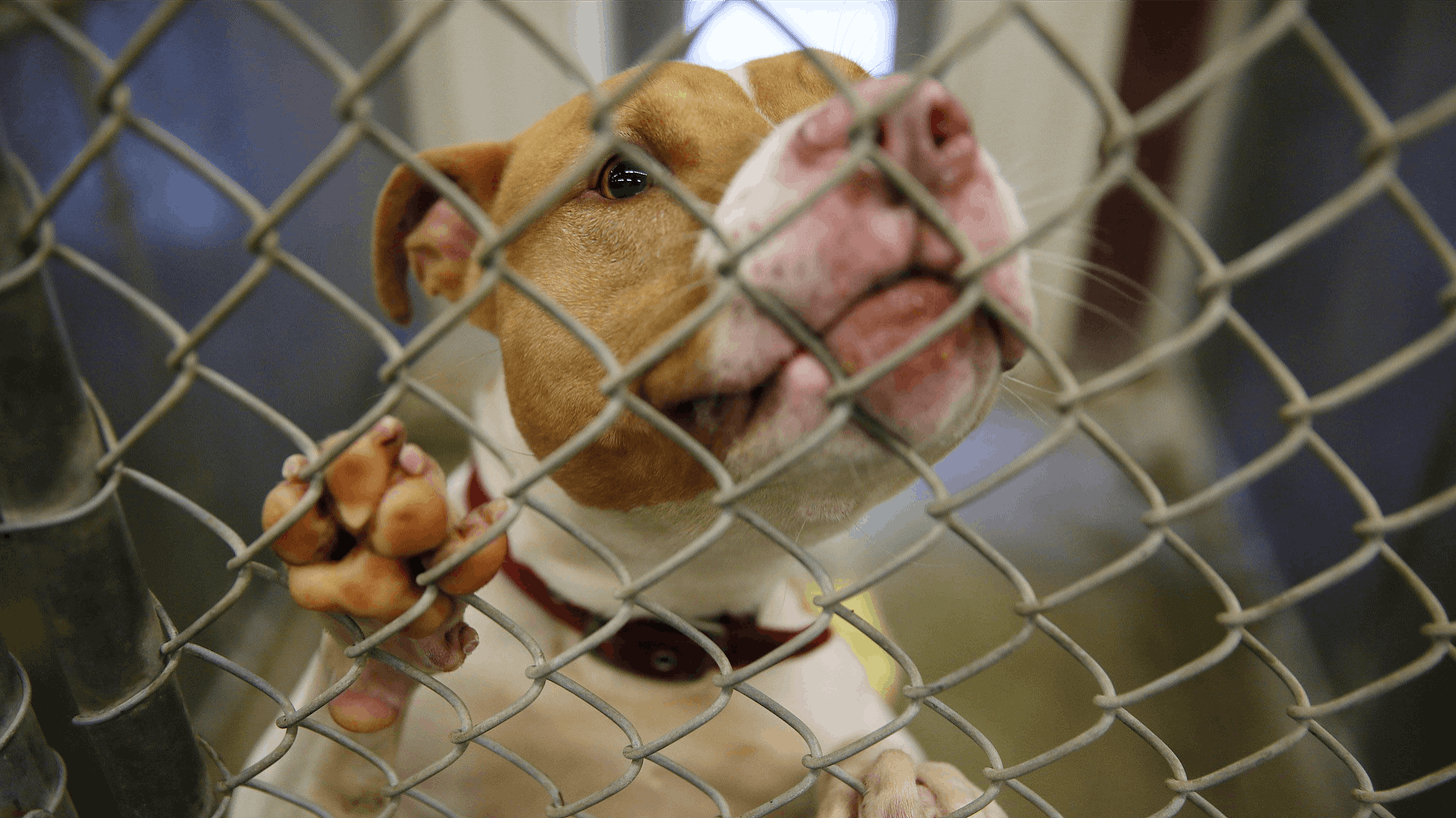 Newsela - Pit bulls are flooding Chicago animal shelters
