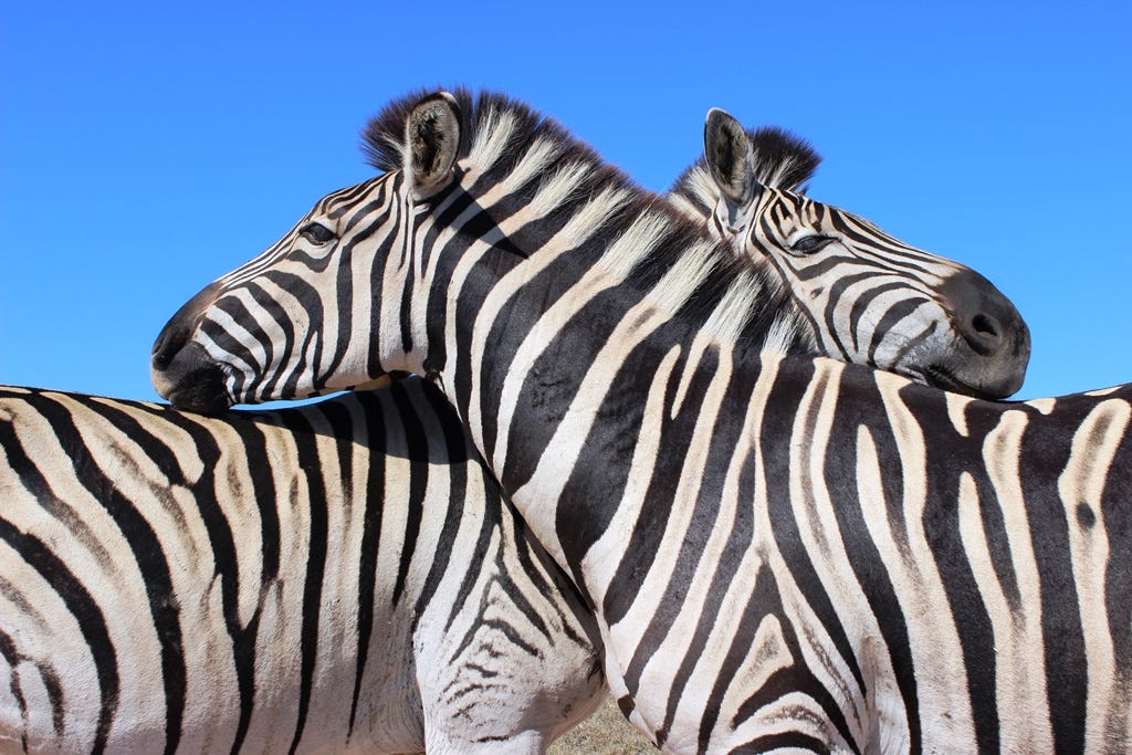 zebras resting