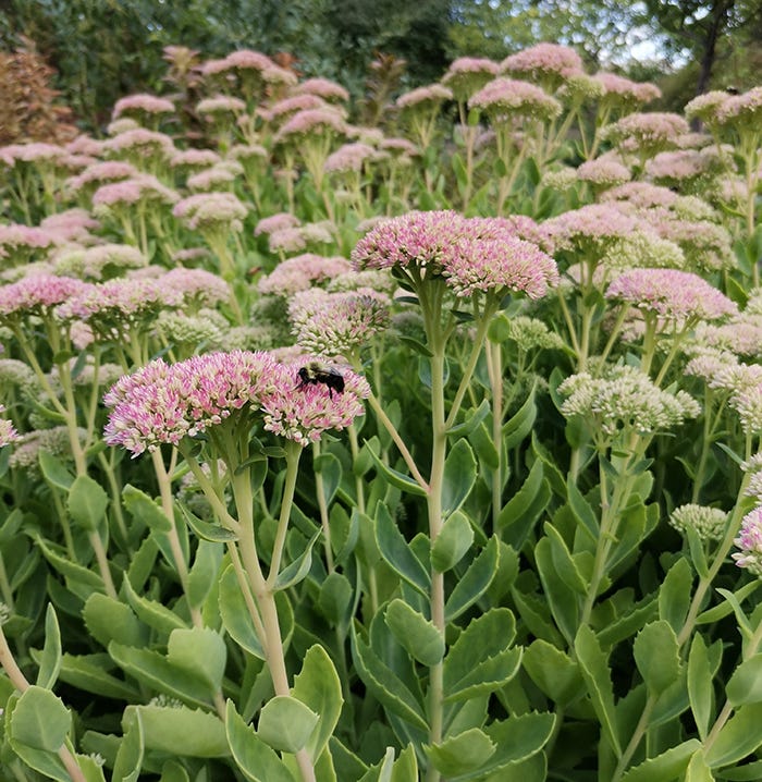 Image bumble bee on milkweed.