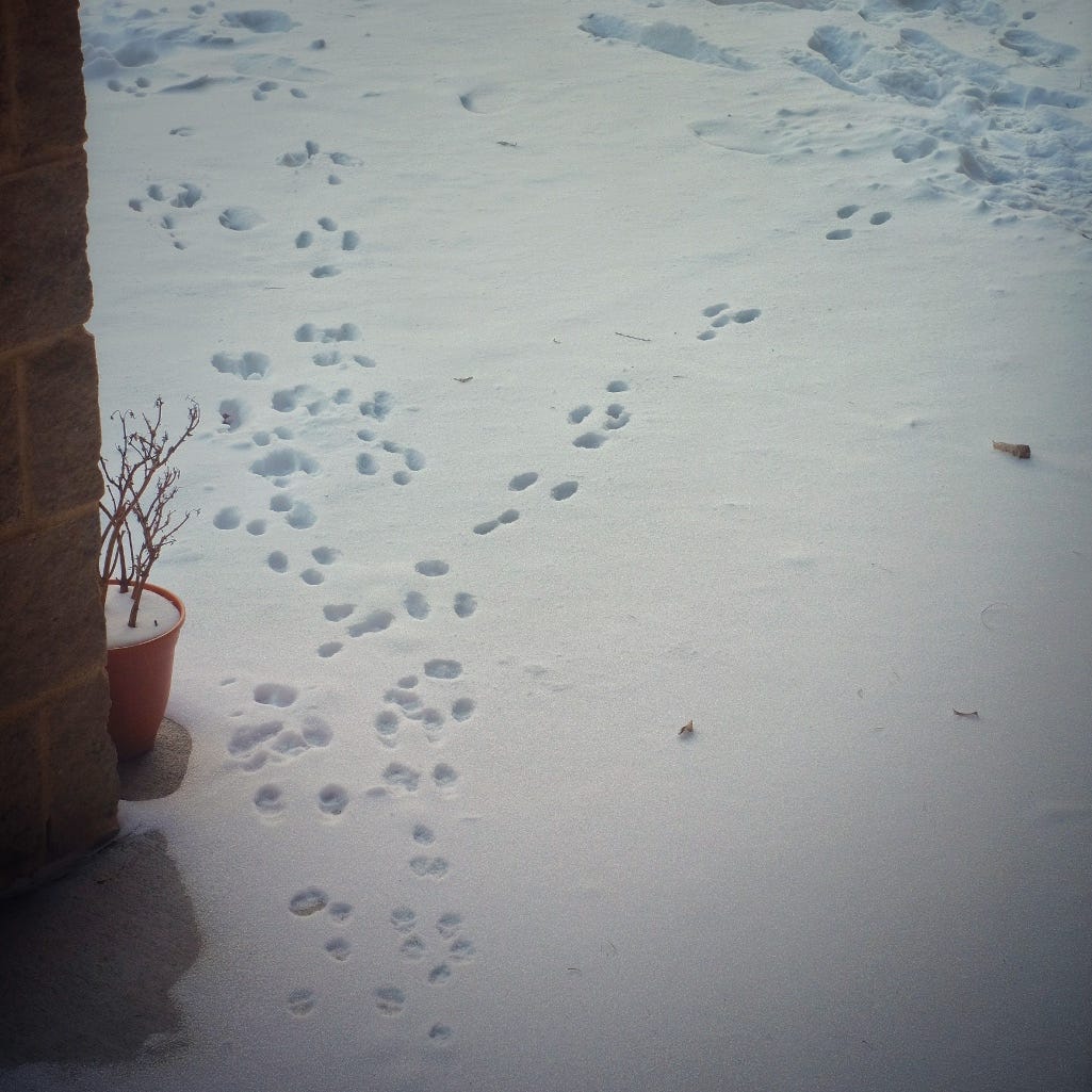 Rabbit tracks in the snow.
