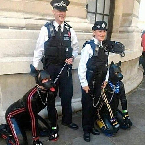 New sniffer dogs being trained by the metropolitan police. 

