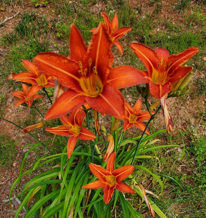 Orange spring flower cluster