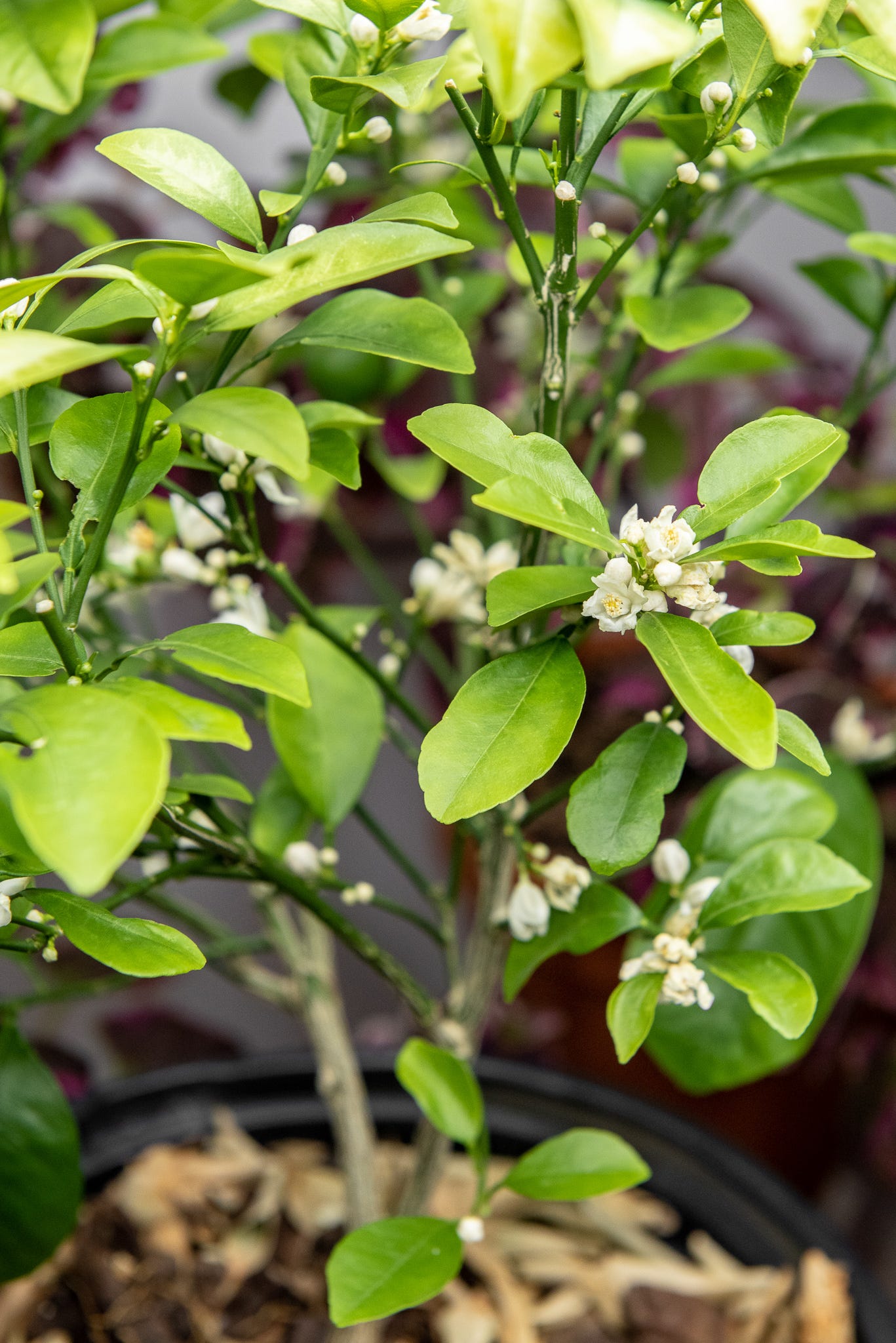 ID: Close up view of calamansi tree with many white flower buds