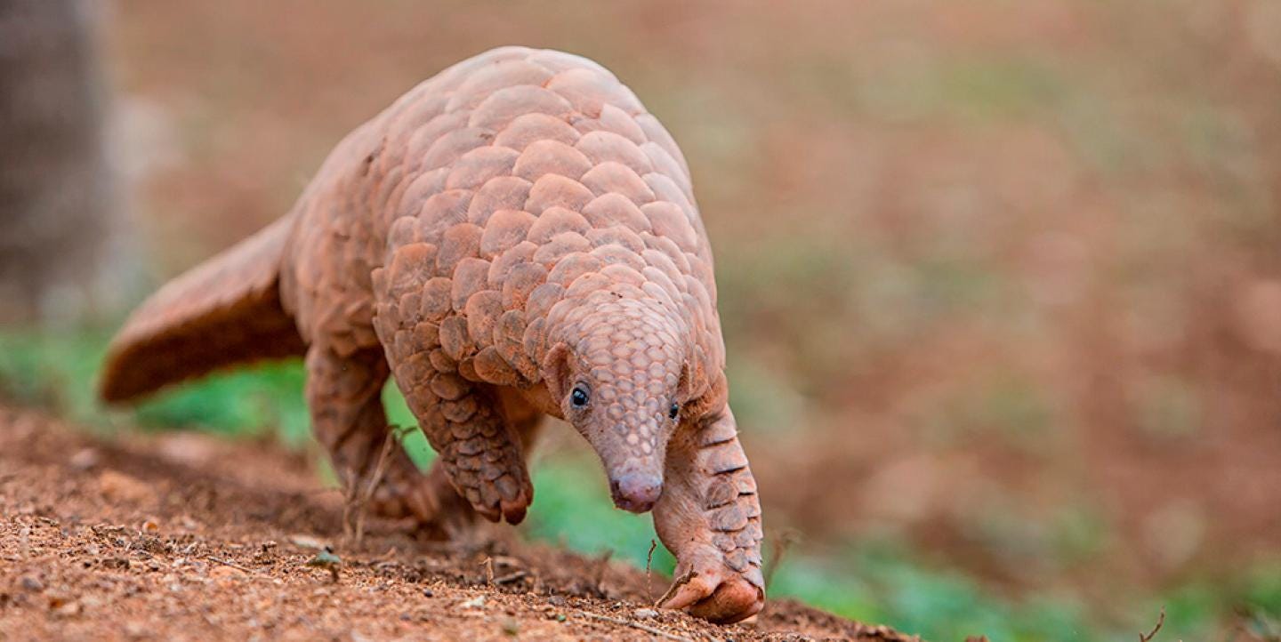 Pangolin