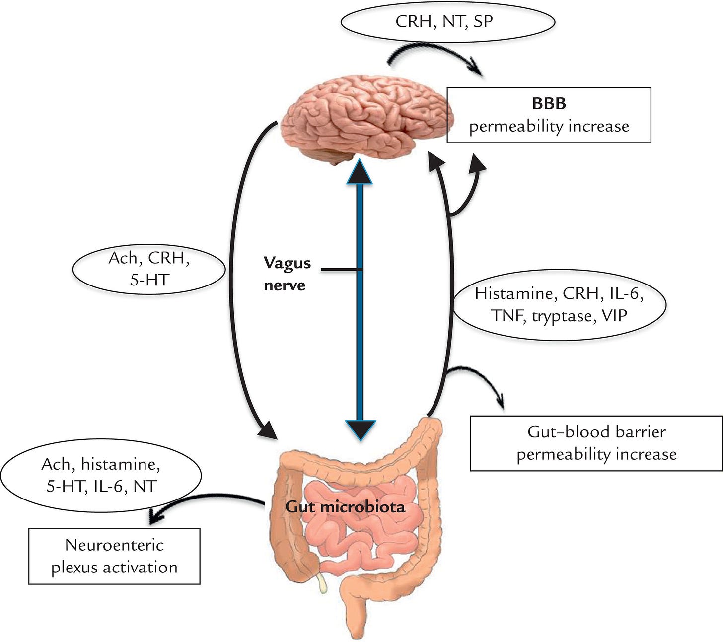 Gut-Microbiota-Brain Axis and Its Effect on Neuropsychiatric Disorders With  Suspected Immune Dysregulation - Clinical Therapeutics