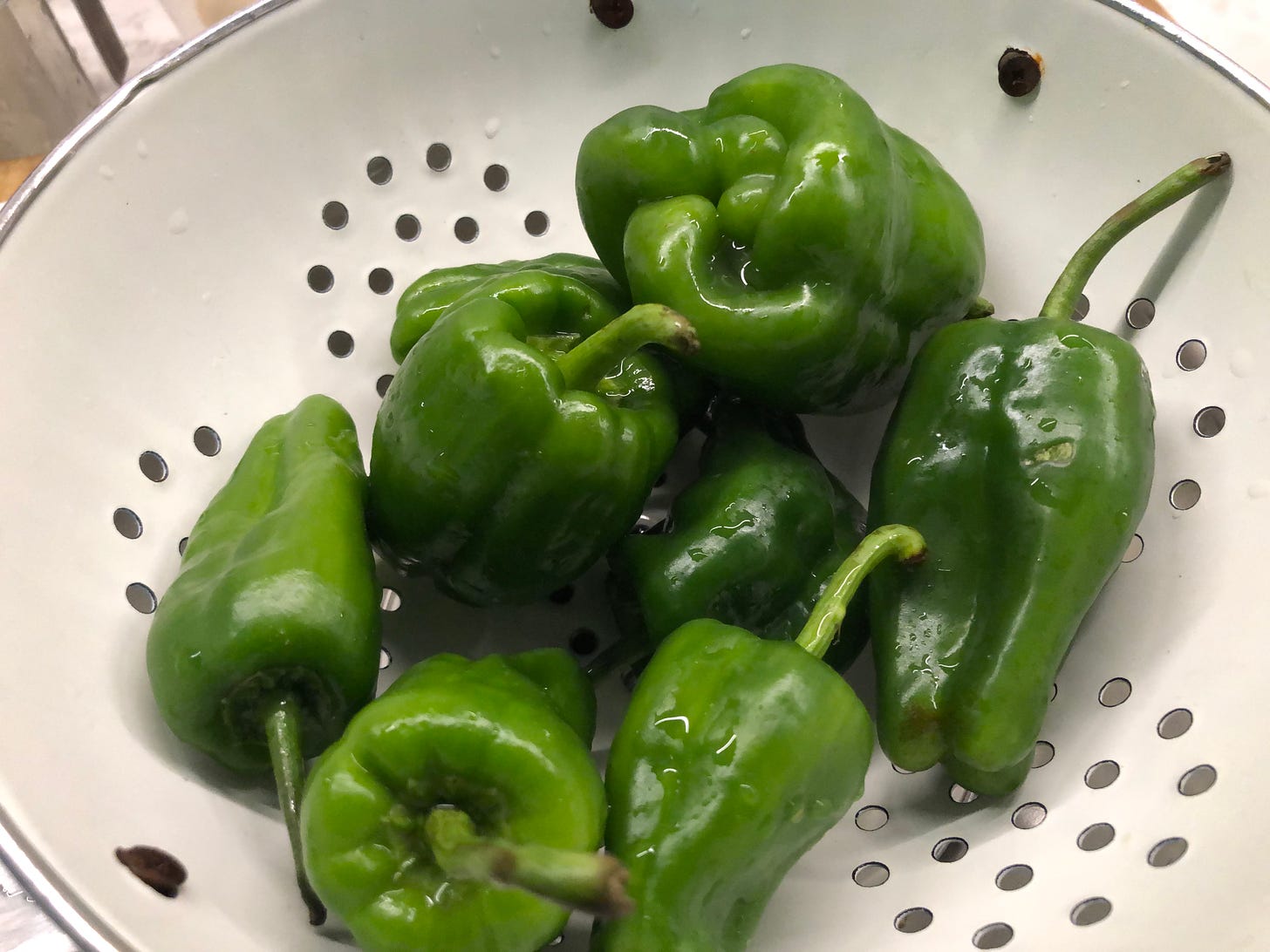 A colander full of just-washed, very large Padron peppers