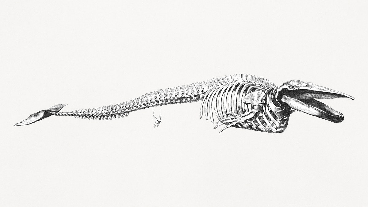 Blue Whale Skeleton (1832) by George Johann Scharf. Original from Museum of New Zealand. Digitally enhanced by rawpixel.