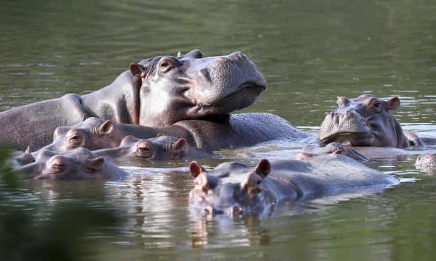 Hippos in a lake at what was once the private estate of drug kingpin Pablo Escobar, where they now roam free posing a danger to indigenous wildlife.
