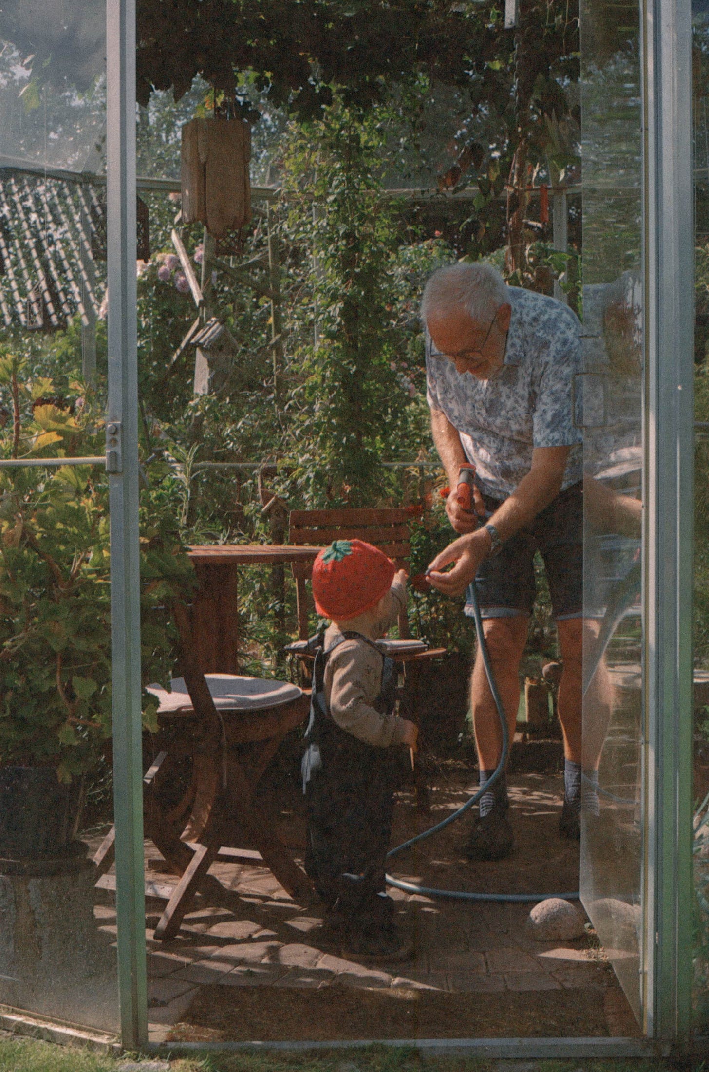 My son Uno wearing a red strawberry hat is reaching his hand out to take a grape handed over by my granddad in a flowery short sleeved shirt. They both stand in the glasshouse in which the grape grew.