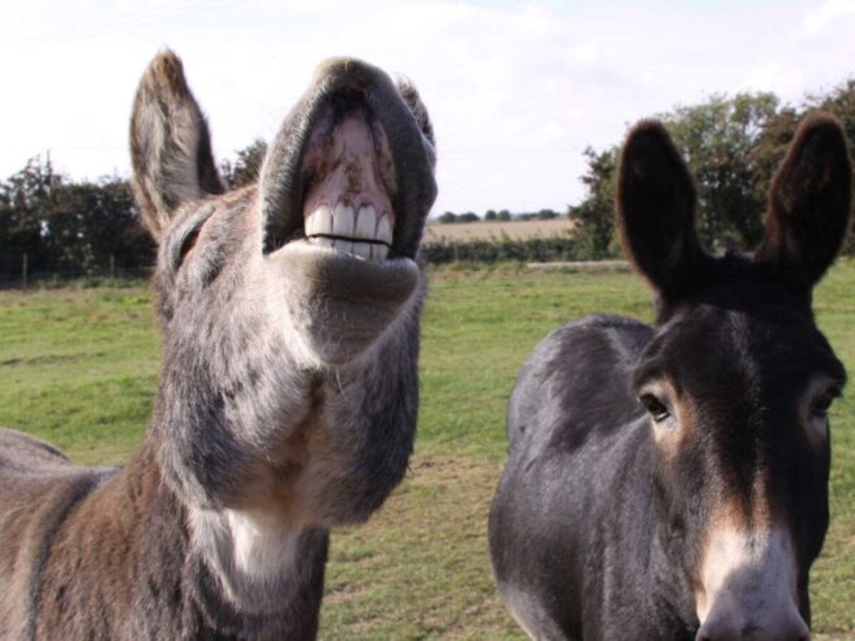 What Should You Feed Your Donkey? - HorseHage