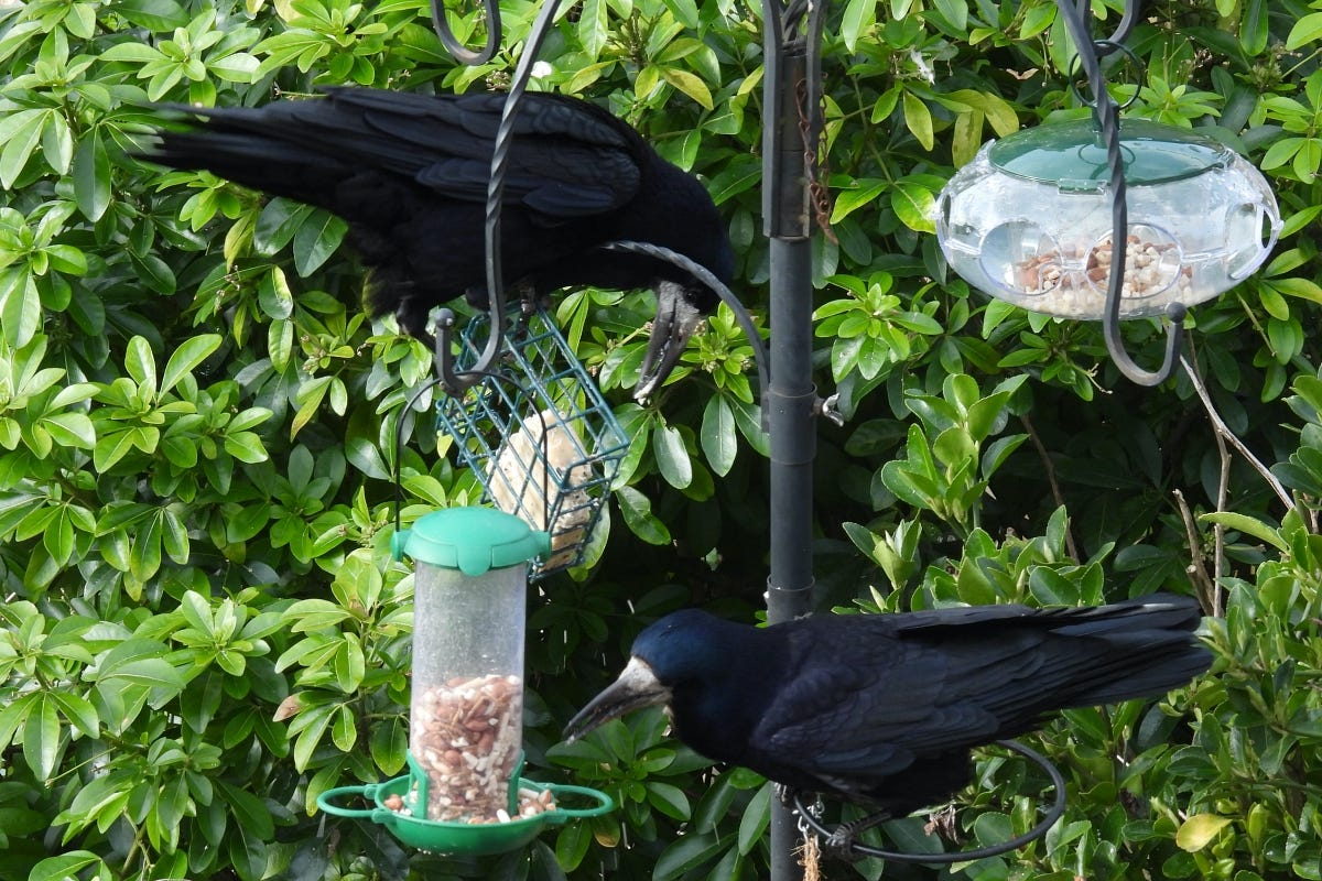 Two Rooks, one feeding from suet block, one feeding from hanging feeder