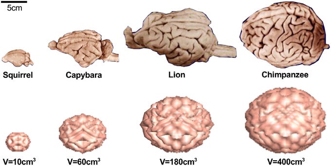 The mammalian brain varies significantly in size, shape, and... | Download  Scientific Diagram