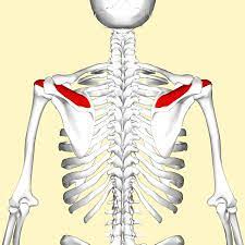 supraspinatus_muscle_Shoulder_Anatomy