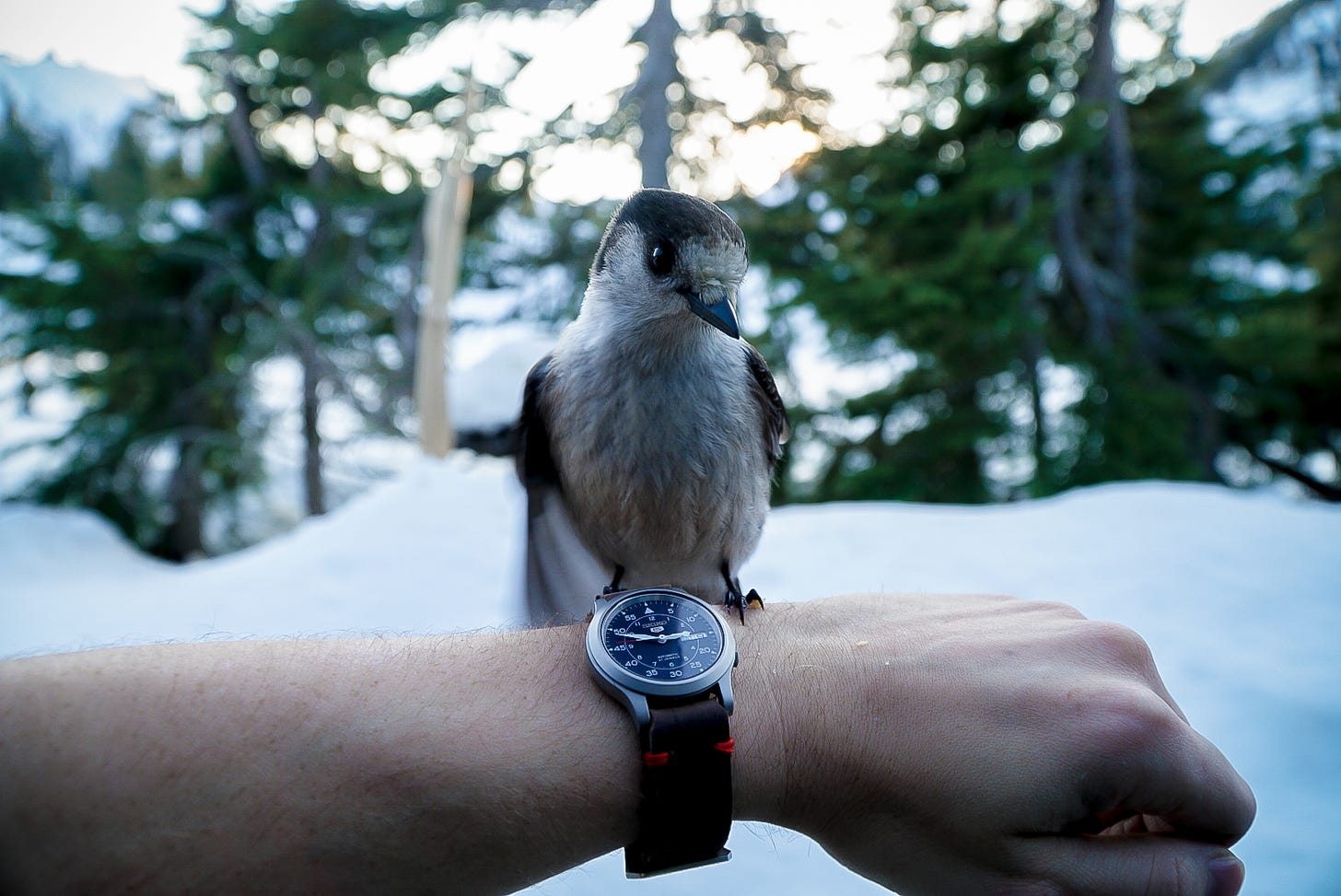 First Canada Jay wrist shot AJ took, blue seiko watch on wrist with leather strap and bird sitting on it looking straight at camera