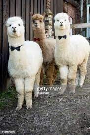 7,602 Alpaca Photos and Premium High Res Pictures - Getty Images