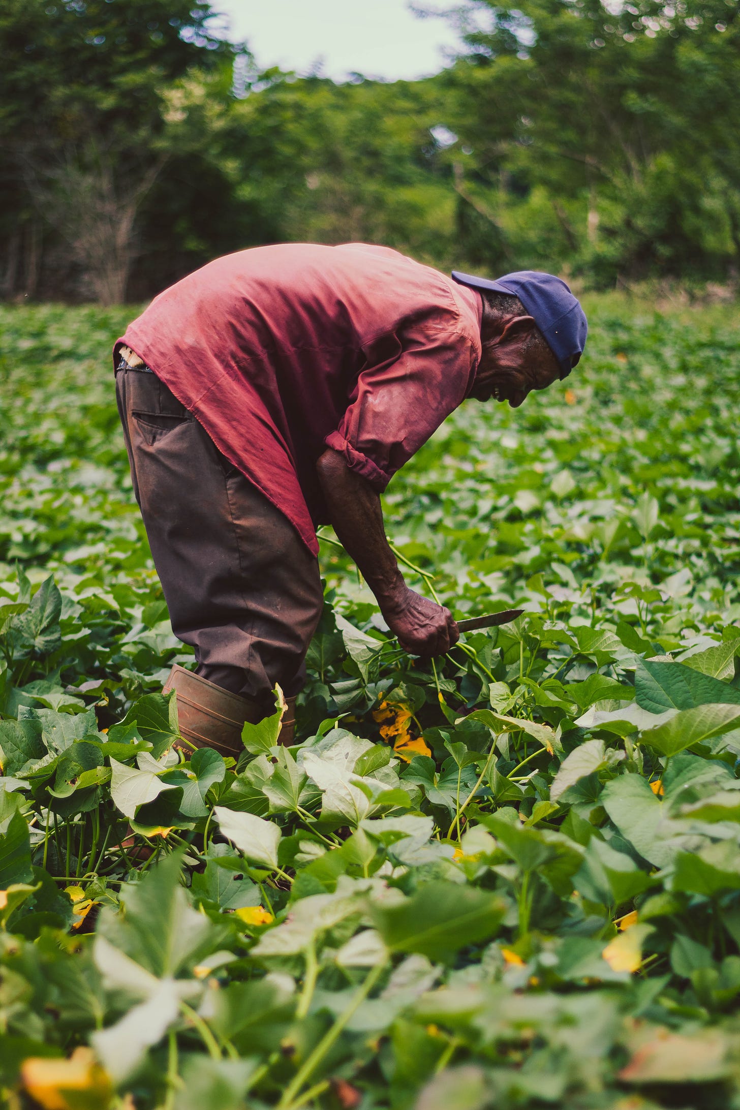 Older Black man bends over a field of leafy greens. He wears a red long sleeved shirt and a blue baseball cap. He holds greens and a small knife.