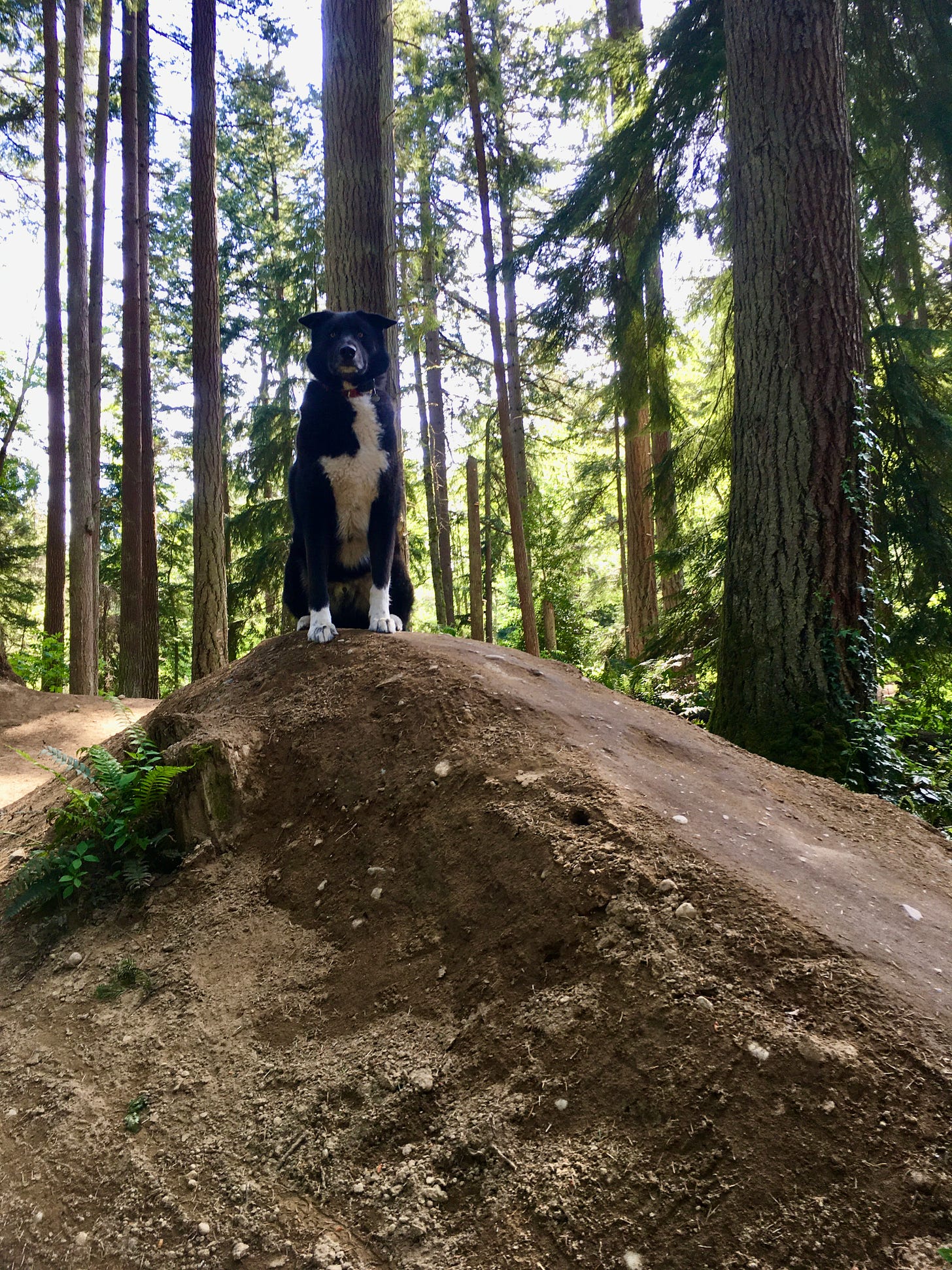 black and white big dog sitting facing camera. he is sitting atop a human-made dirt hill and behind him are pine trees as straight as dog sits.