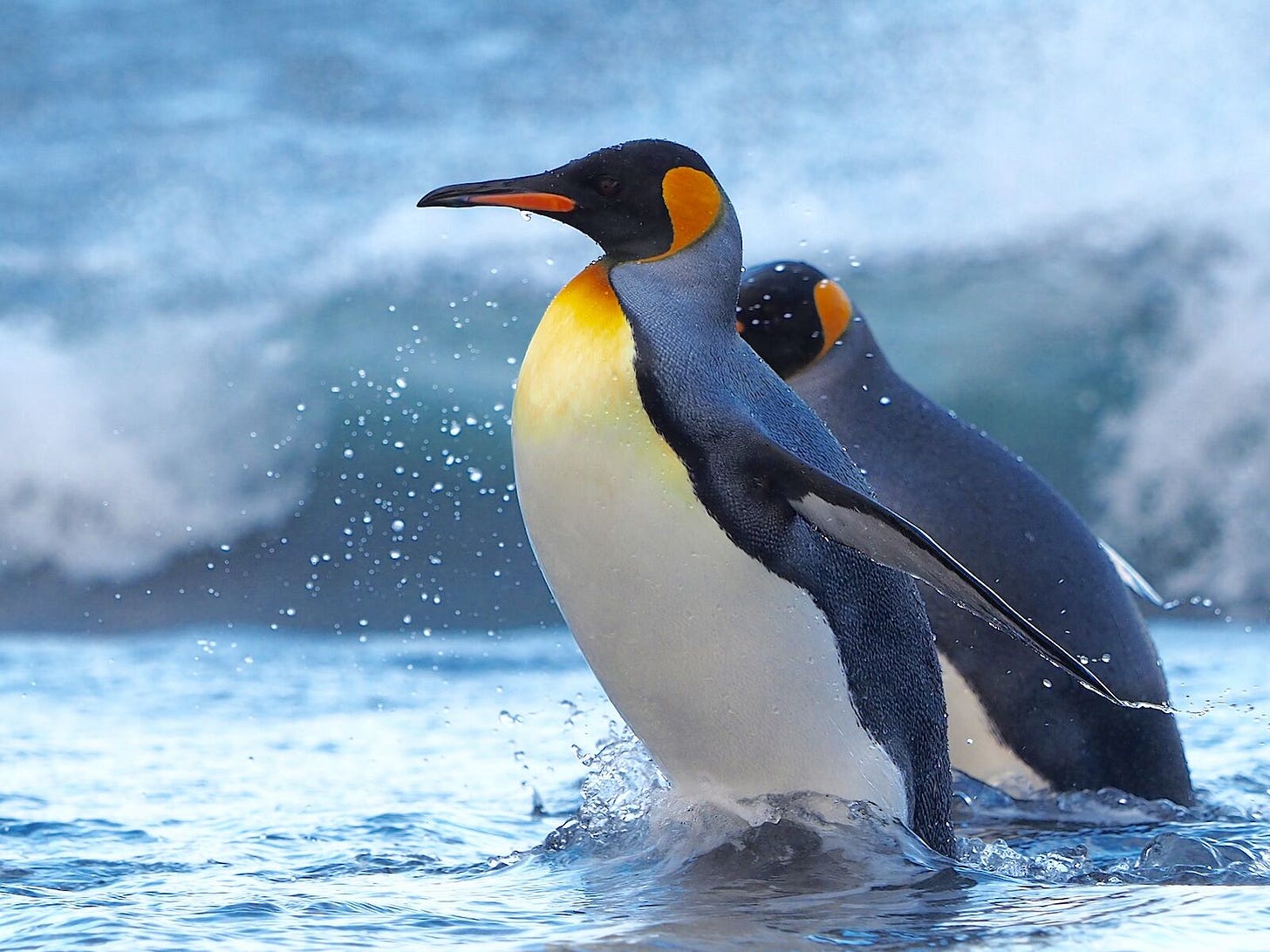 King penguin – Australian Antarctic Program