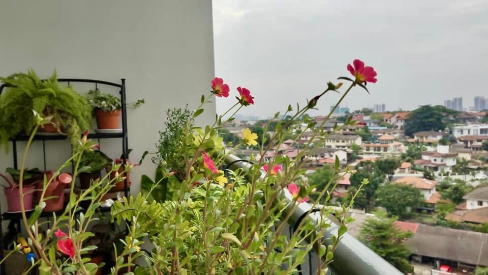 photo a pink and yellow coloured Japanese flowers on a balcony, facing towards the sun