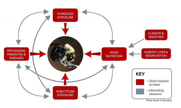 Graphic of how fungicides can impact bees.