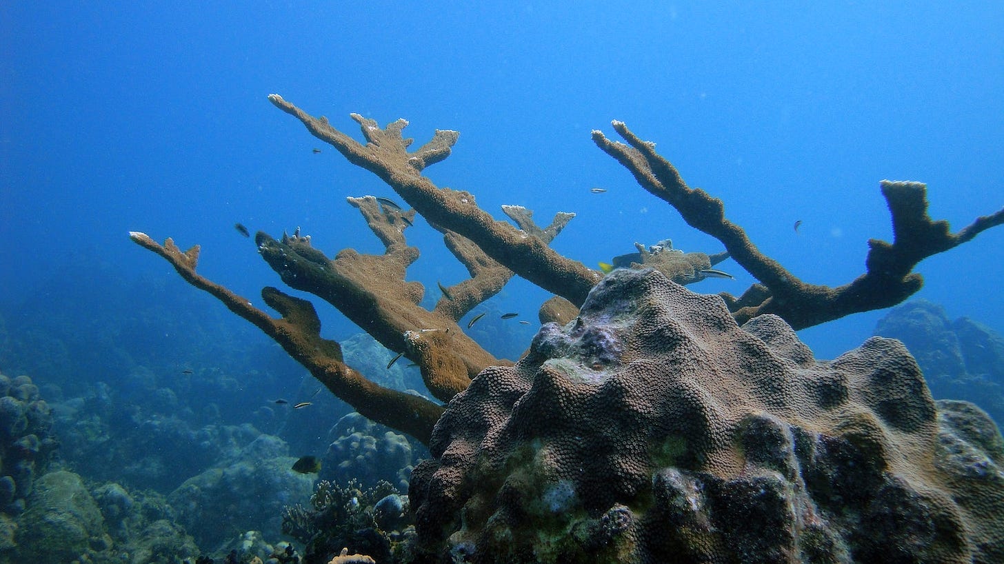 A branching elk horn coral hides behind a knobby mounding coral. Small fish surround them both.