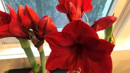 Amaryllis bulbs that are dipped in wax have