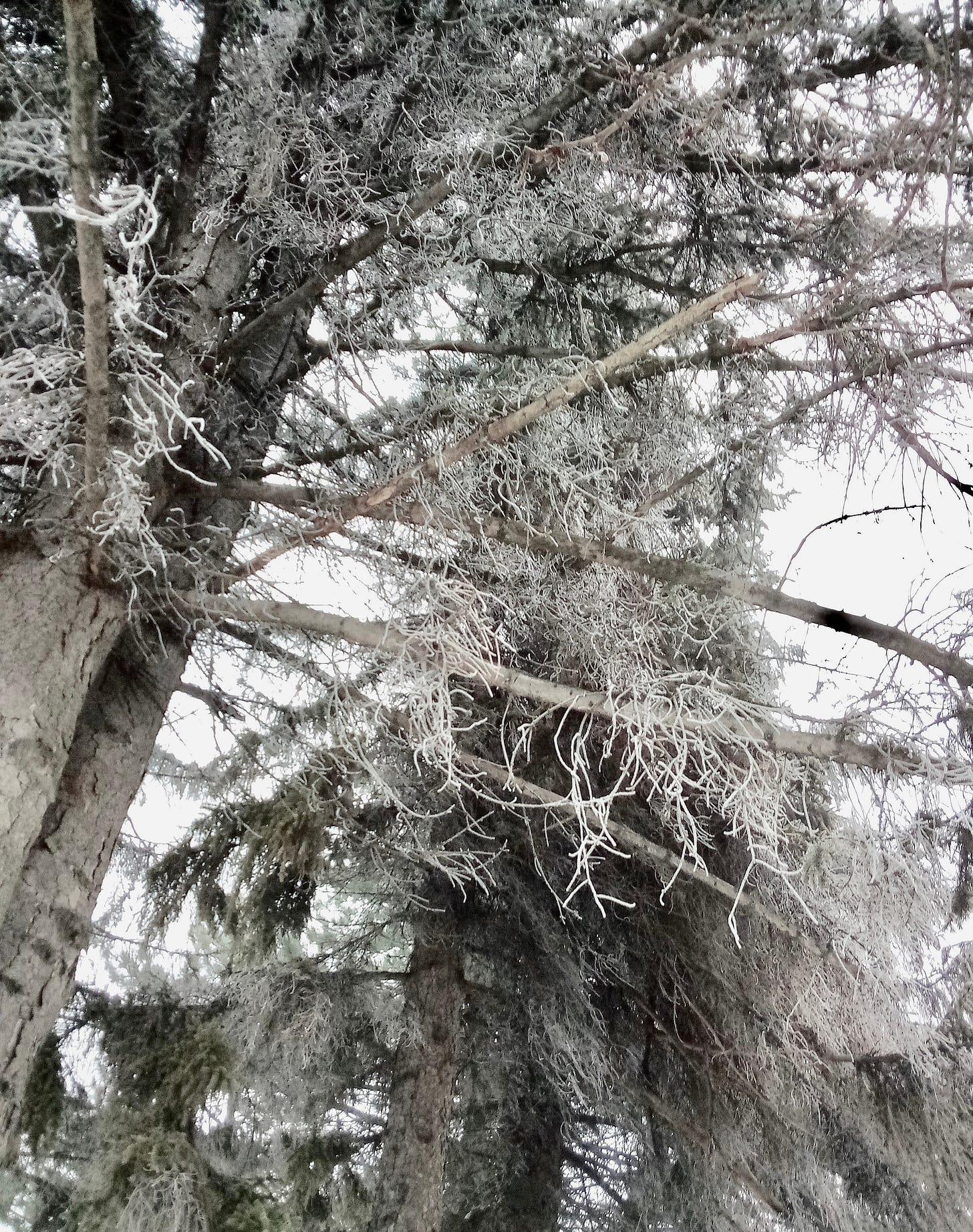 Pine branches covered in hoarfrost.