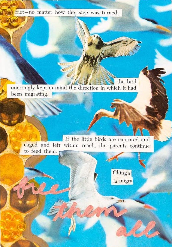 Mixed media collage of birds in flight, including a falcon, crane, and seagull. Typed lines of black text on a white background appear interspersed reading: “fact — no matter how the cage was turned, the birds unerringly kept in mind the direction in which it had been migrating. If the little birds are captured and caged and left within reach, the parents continue to feed them. Chinga la migra.” “Free them all” is handwritten in cursive and pink at the bottom.
