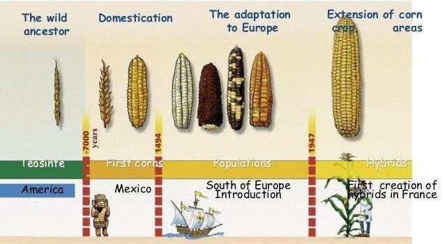 Illustration of the evolution of maize. Source: ScienceMag | Download  Scientific Diagram