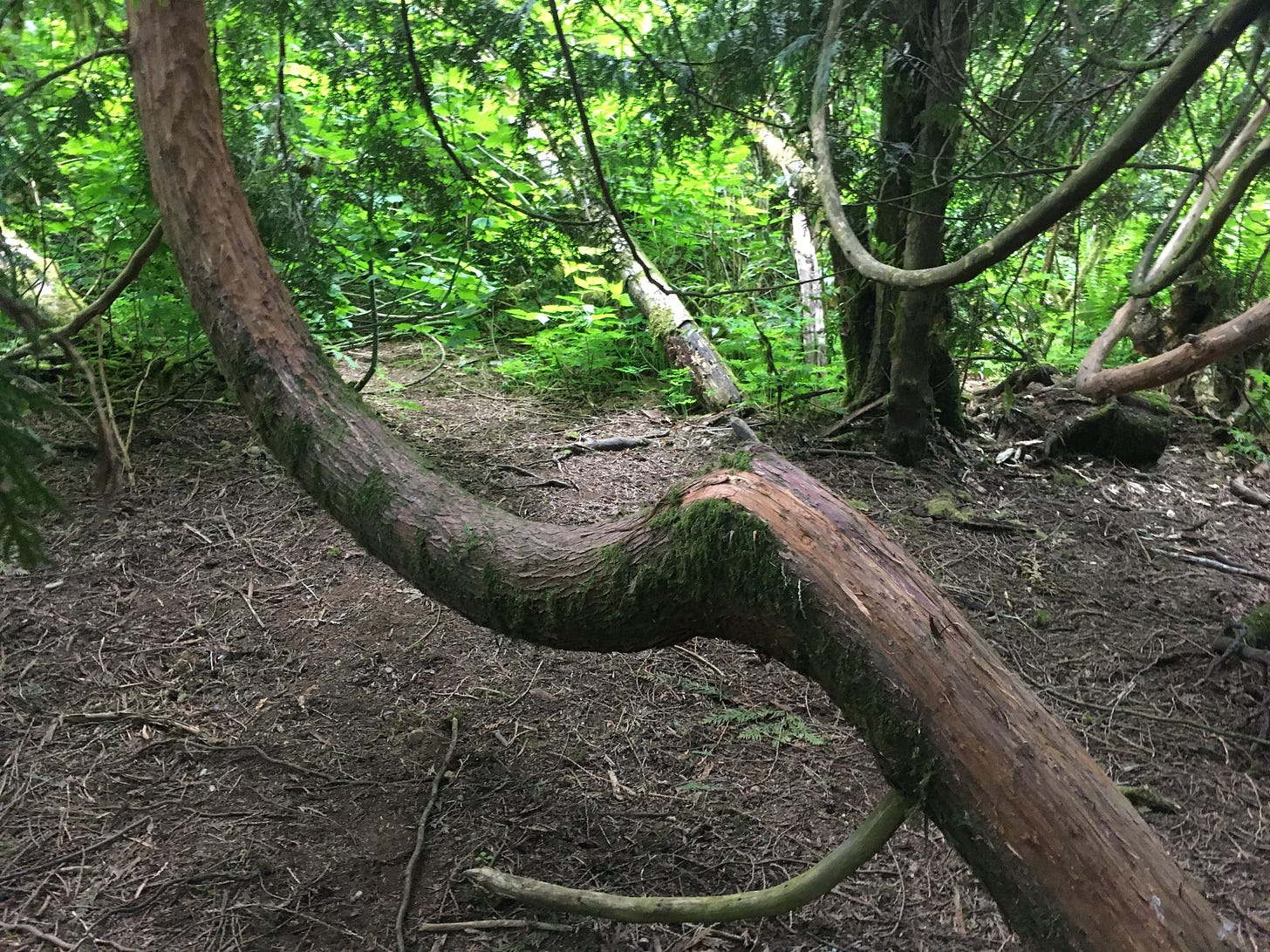 center of image is a long tree branch that is shaped like an S and a U and the base of the U is a spot a human could sit on. in the background is greenery that is sunlit and the ground is dirt and twigs.