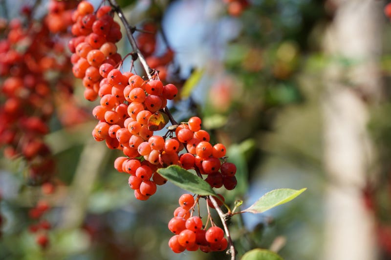 Autumn garden colour