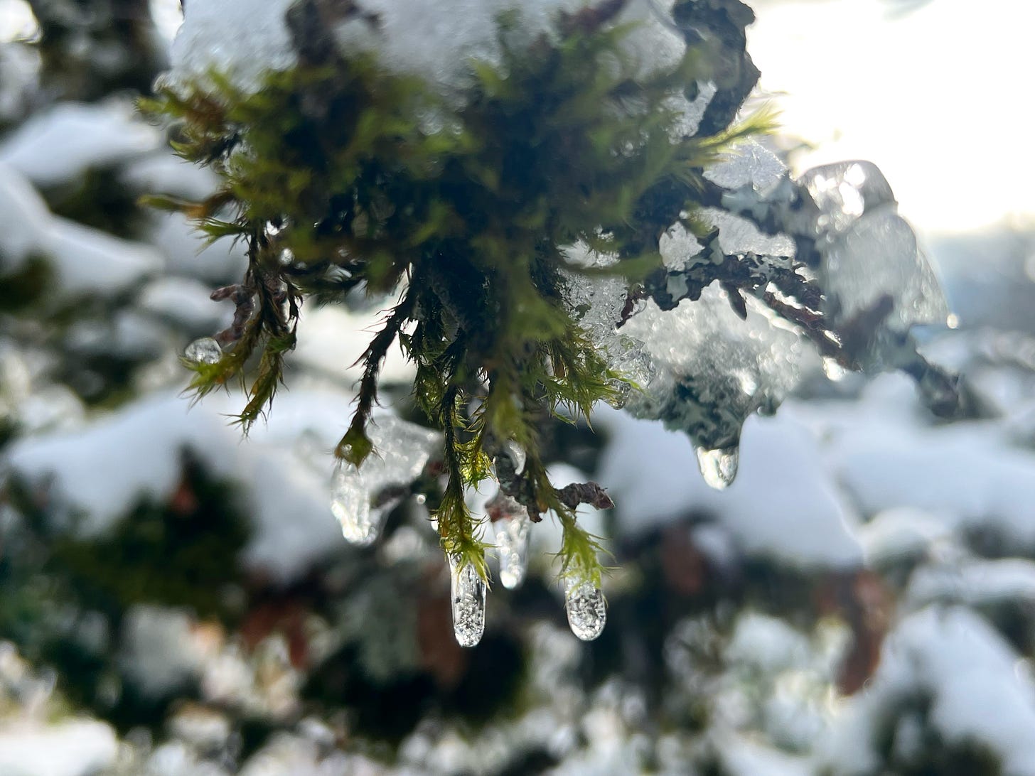 Ice beads dangle from a snow-covered tuft of moss.