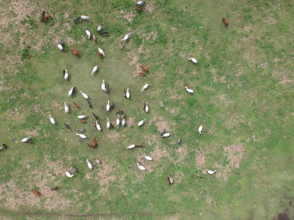 birds eye view of many ducks wandering around a field