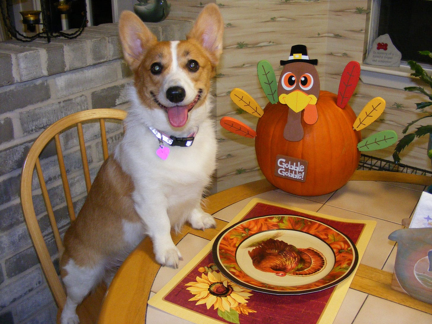 Happy Thanksgiving! : r/corgi