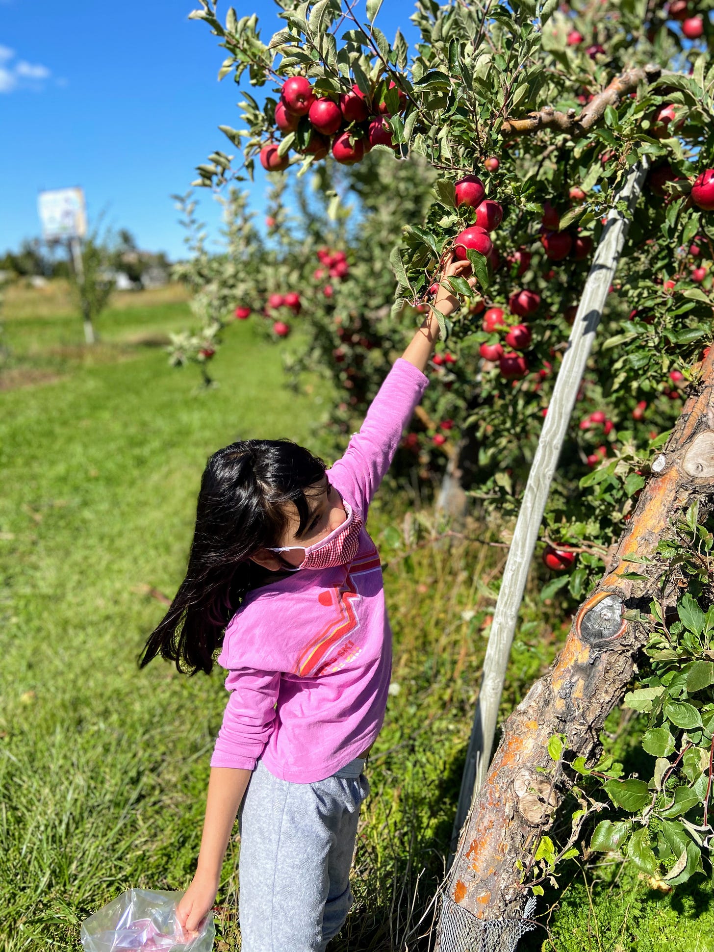 Girl picking apples from tree