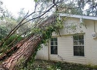 tree leaning on a house