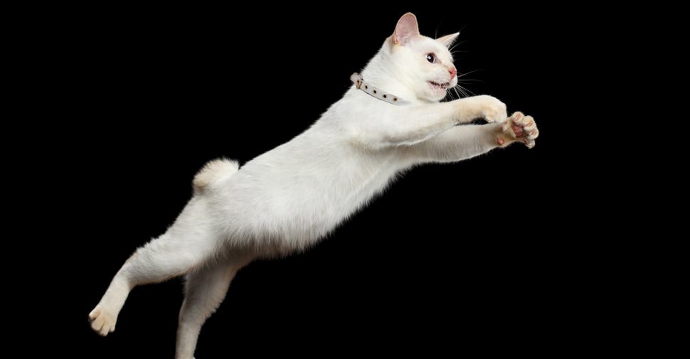 How Fast Can a Cat Run, How High Can a Cat Jump & More! | Petfinder