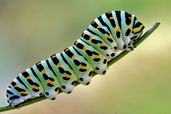 The Butterfly Lifecycle | Why Do Caterpillars Whistle?- Terminix Blog