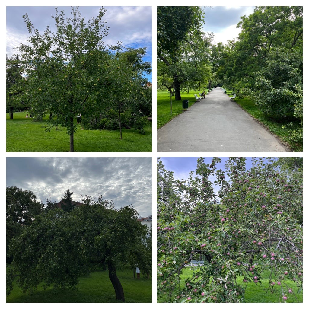 A collage of fruit trees and a long pathway in a park in Prague.