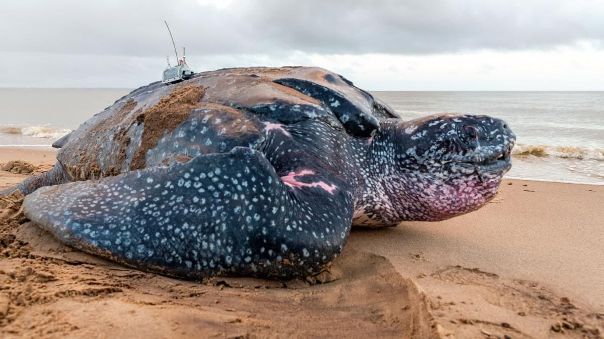 Large number of rare turtle nests spotted in now-empty Thailand beaches.  Internet is delighted - Trending News News